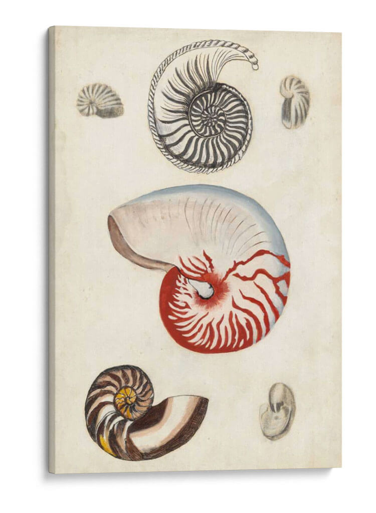 Notas Del Campo De La Orilla Del Mar I - Naomi McCavitt | Cuadro decorativo de Canvas Lab