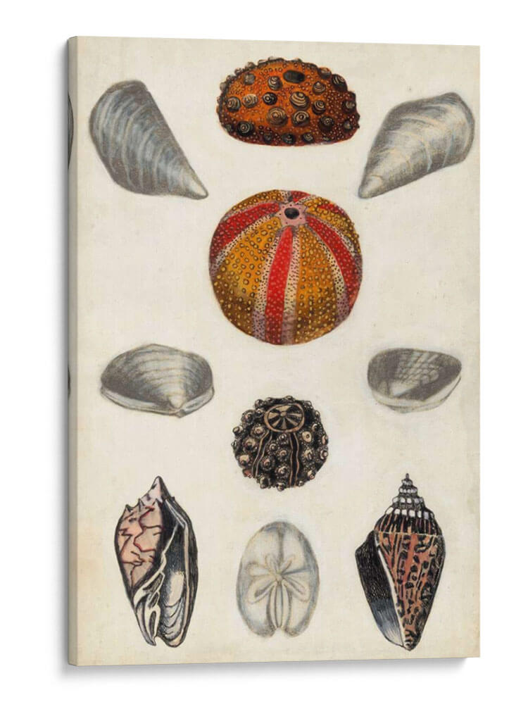 Notas De Campo De La Orilla Del Mar Ii - Naomi McCavitt | Cuadro decorativo de Canvas Lab
