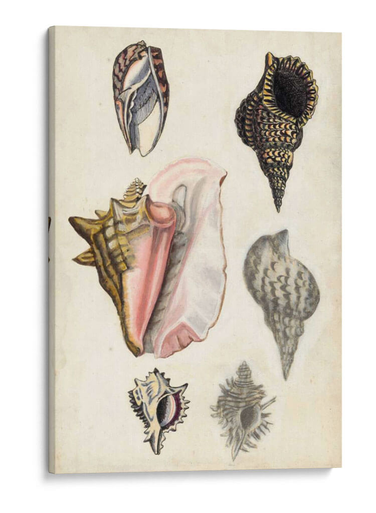 Notas De Campo De La Orilla Del Mar Iii - Naomi McCavitt | Cuadro decorativo de Canvas Lab