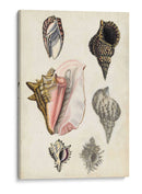 Notas De Campo De La Orilla Del Mar Iii - Naomi McCavitt | Cuadro decorativo de Canvas Lab