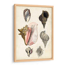 Notas De Campo De La Orilla Del Mar Iii - Naomi McCavitt | Cuadro decorativo de Canvas Lab