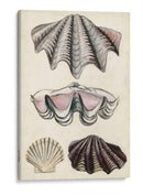 Notas De Campo De La Orilla Del Mar Iv - Naomi McCavitt | Cuadro decorativo de Canvas Lab