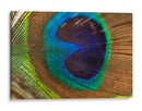 La pluma del rey | Cuadro decorativo de Canvas Lab