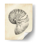 Estudio De Cáscara Antiguo I - Ethan Harper | Cuadro decorativo de Canvas Lab