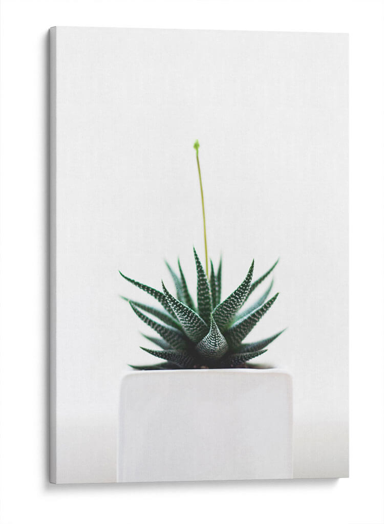 Plantita | Cuadro decorativo de Canvas Lab