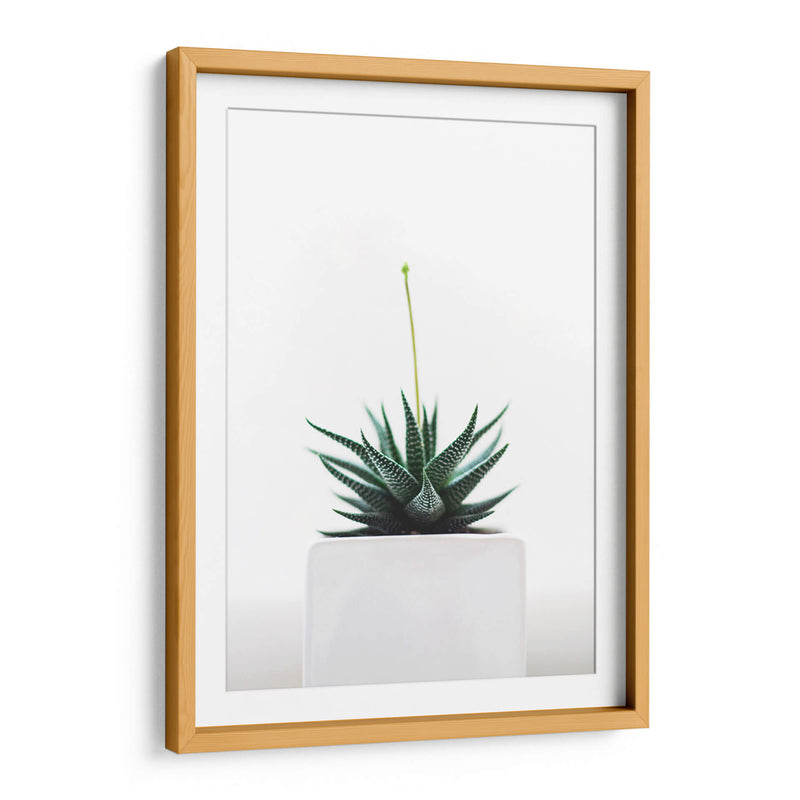 Plantita | Cuadro decorativo de Canvas Lab