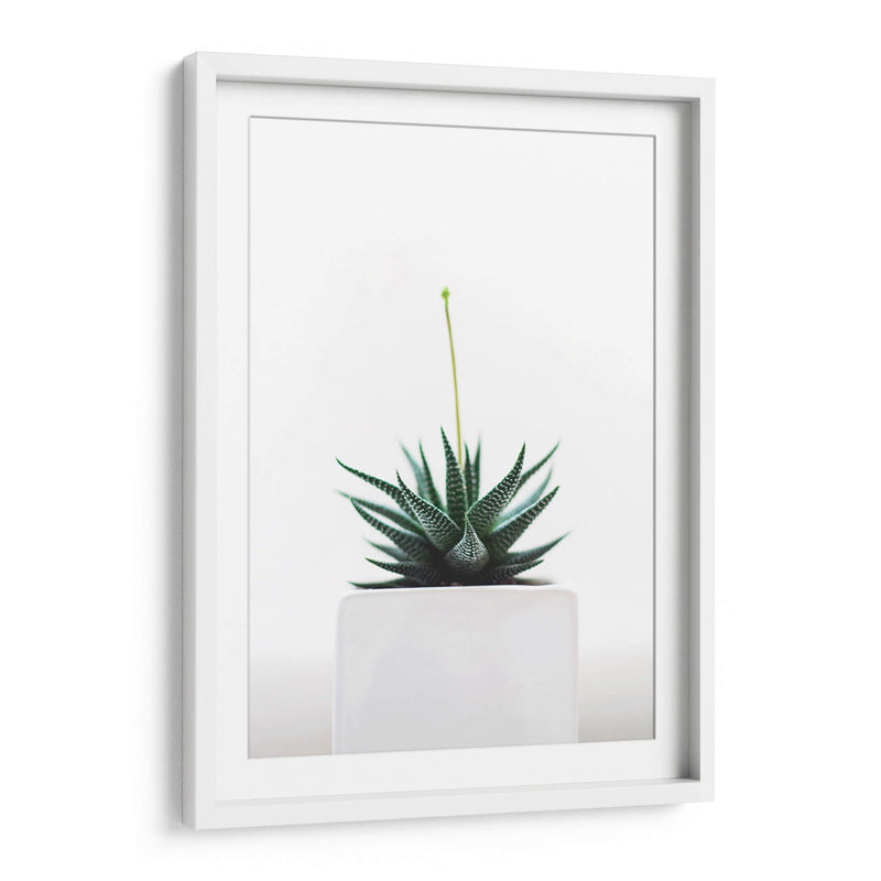 Plantita | Cuadro decorativo de Canvas Lab