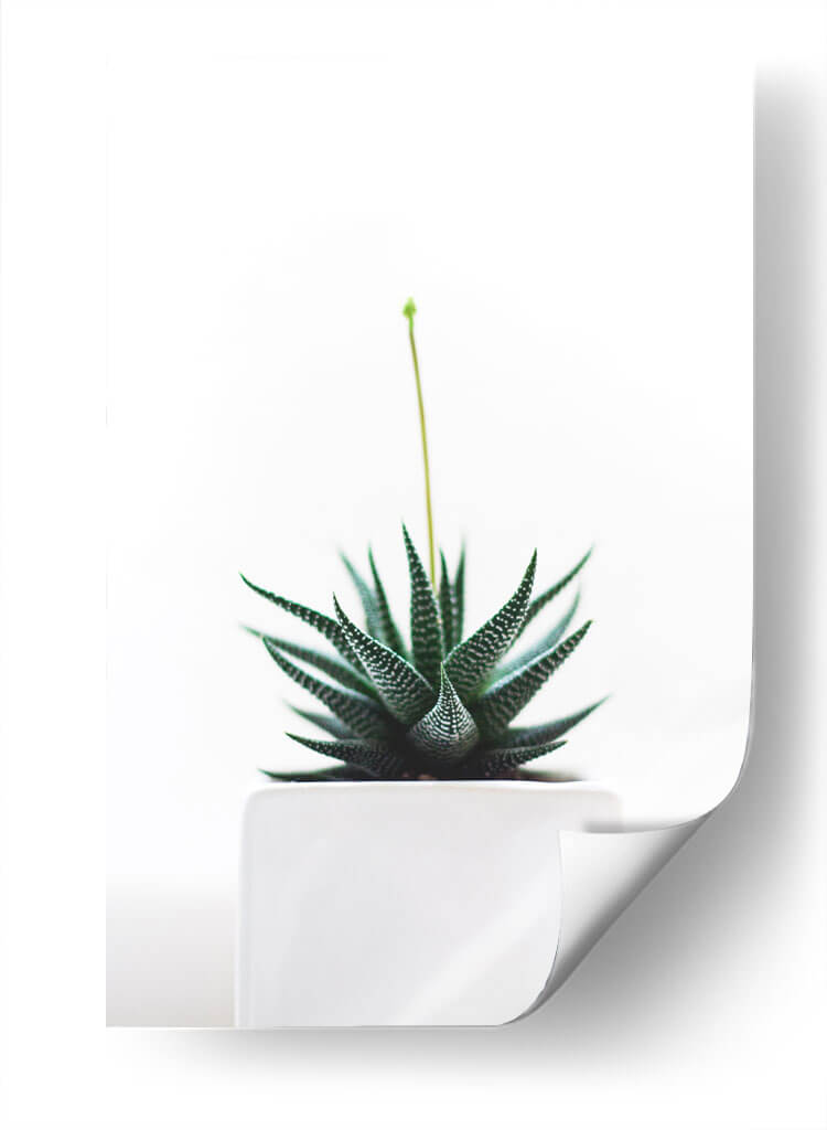 Plantita | Cuadro decorativo de Canvas Lab