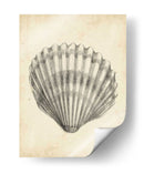 Estudio De Cáscara Antiguo Iii - Ethan Harper | Cuadro decorativo de Canvas Lab