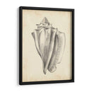 Estudio De Cáscara Antiguo Iv - Ethan Harper | Cuadro decorativo de Canvas Lab