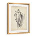 Estudio De Cáscara Antiguo Iv - Ethan Harper | Cuadro decorativo de Canvas Lab