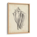 Estudio De Cáscara Antiguo Iv - Ethan Harper | Cuadro decorativo de Canvas Lab