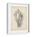 Estudio De Cáscara Antiguo Iv - Ethan Harper | Cuadro decorativo de Canvas Lab