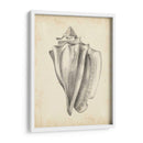Estudio De Cáscara Antiguo Iv - Ethan Harper | Cuadro decorativo de Canvas Lab
