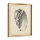 Estudio De Cáscara Antiguo Vi - Ethan Harper | Cuadro decorativo de Canvas Lab