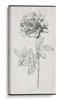 Stemo Single Ii - Jennifer Goldberger | Cuadro decorativo de Canvas Lab