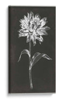 Stemo Single Iii - Jennifer Goldberger | Cuadro decorativo de Canvas Lab