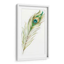 Acuarela Peacock Feather Ii - Ethan Harper | Cuadro decorativo de Canvas Lab