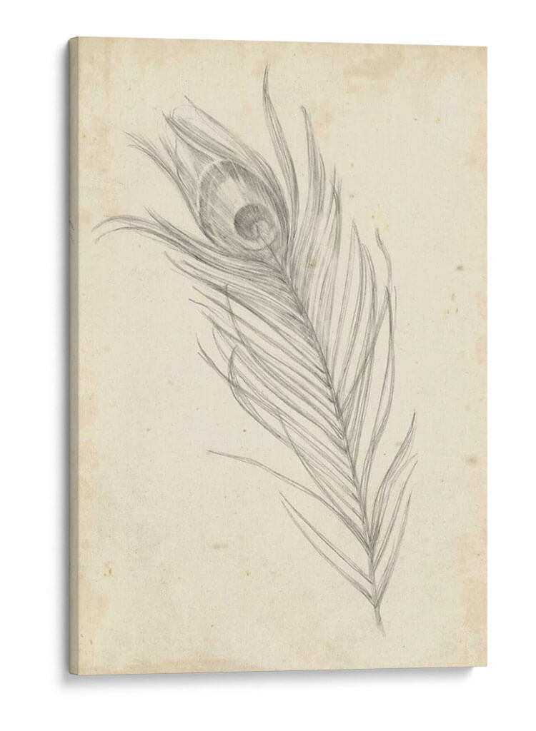 Bosquejo De Plumas De Pavo Real I - Ethan Harper | Cuadro decorativo de Canvas Lab