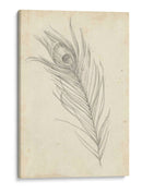 Bosquejo De Plumas De Pavo Real I - Ethan Harper | Cuadro decorativo de Canvas Lab