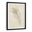 Bosquejo De Plumas De Pavo Real I - Ethan Harper | Cuadro decorativo de Canvas Lab