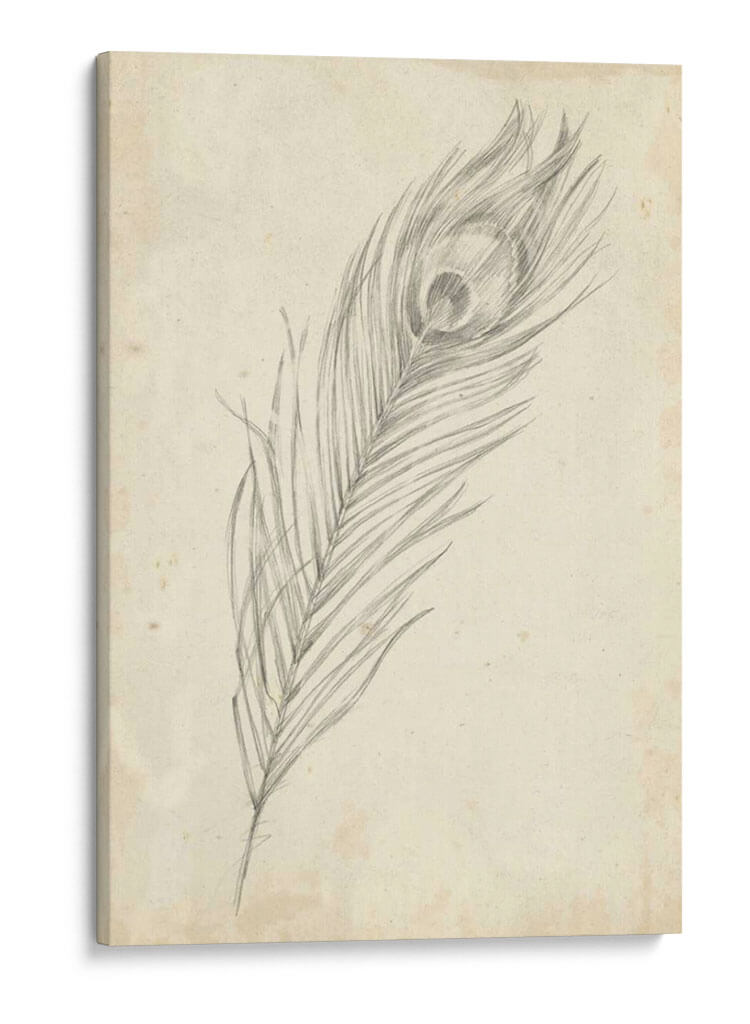 Bosquejo De Plumas De Pavo Real Ii - Ethan Harper | Cuadro decorativo de Canvas Lab