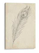 Bosquejo De Plumas De Pavo Real Ii - Ethan Harper | Cuadro decorativo de Canvas Lab