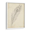 Bosquejo De Plumas De Pavo Real Ii - Ethan Harper | Cuadro decorativo de Canvas Lab