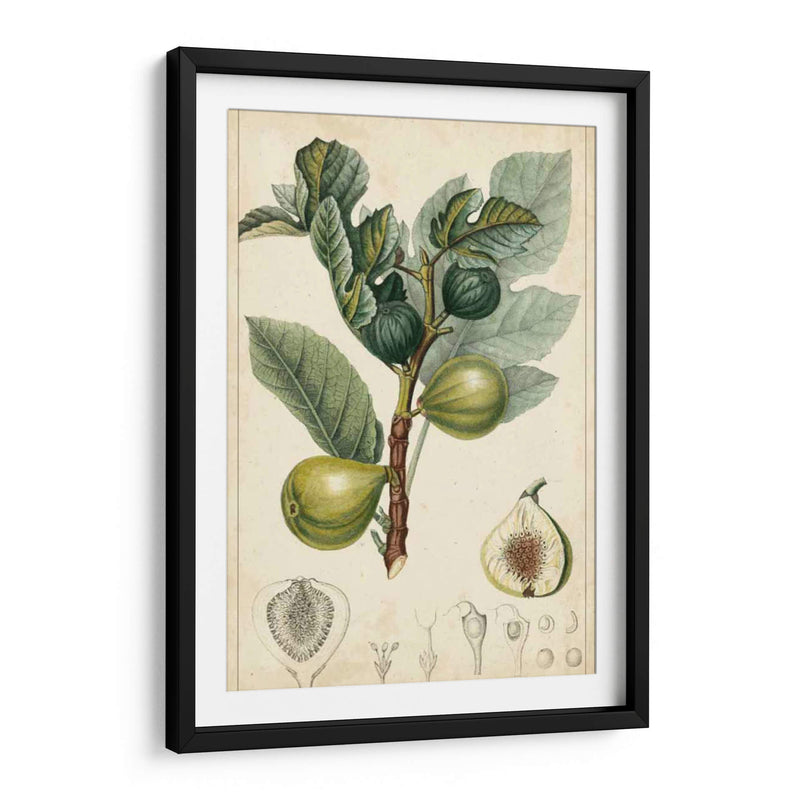 Frutas Exóticas I - Turpin | Cuadro decorativo de Canvas Lab