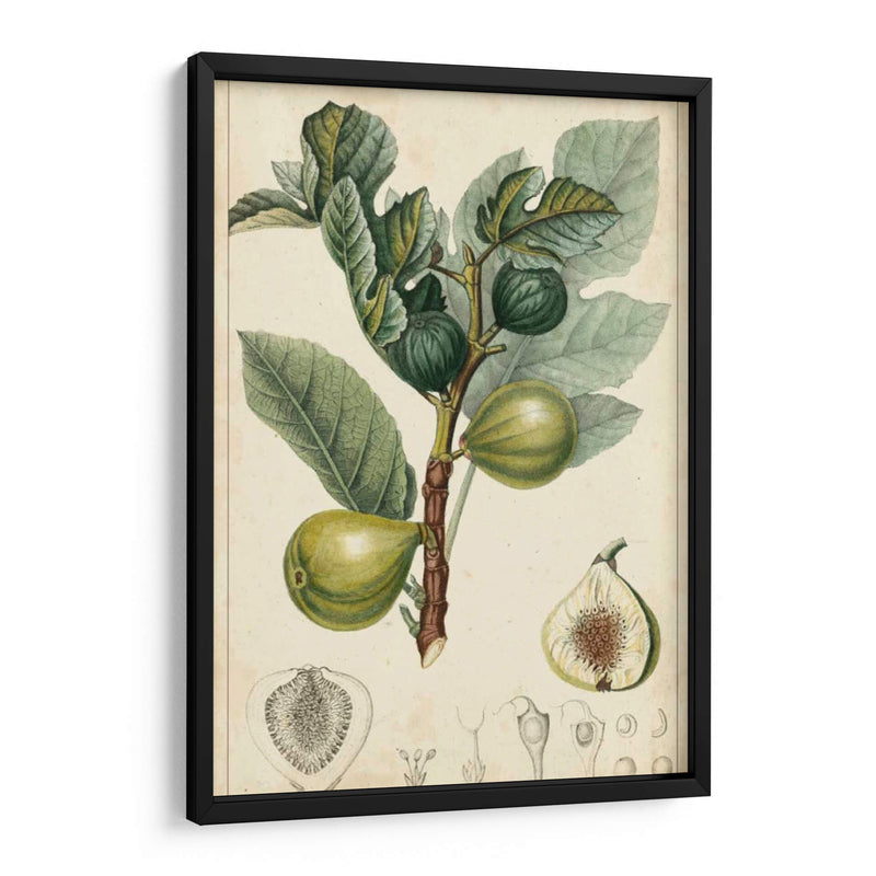 Frutas Exóticas I - Turpin | Cuadro decorativo de Canvas Lab