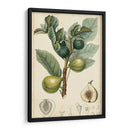 Frutas Exóticas I - Turpin | Cuadro decorativo de Canvas Lab
