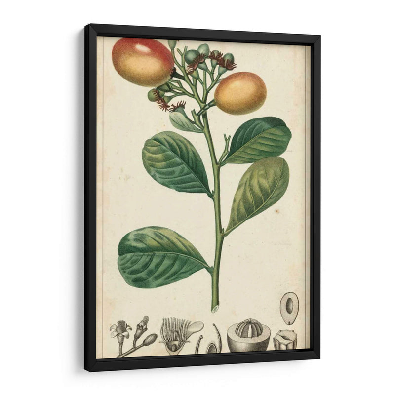 Frutas Exóticas Ii - Turpin | Cuadro decorativo de Canvas Lab