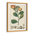 Frutas Exóticas Ii - Turpin | Cuadro decorativo de Canvas Lab