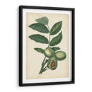 Frutas Exóticas Iv - Turpin | Cuadro decorativo de Canvas Lab