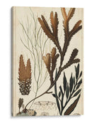 Turpin Seaweed I - Turpin | Cuadro decorativo de Canvas Lab