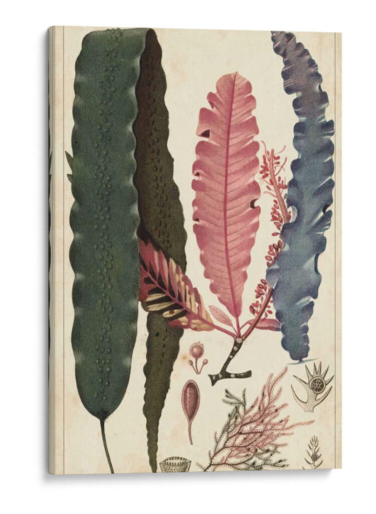 Turpin Seaweed Ii - Turpin | Cuadro decorativo de Canvas Lab