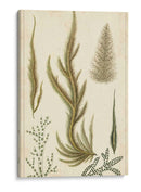 Turpin Seaweed Iv - Turpin | Cuadro decorativo de Canvas Lab