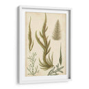 Turpin Seaweed Iv - Turpin | Cuadro decorativo de Canvas Lab