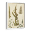 Turpin Seaweed Iv - Turpin | Cuadro decorativo de Canvas Lab