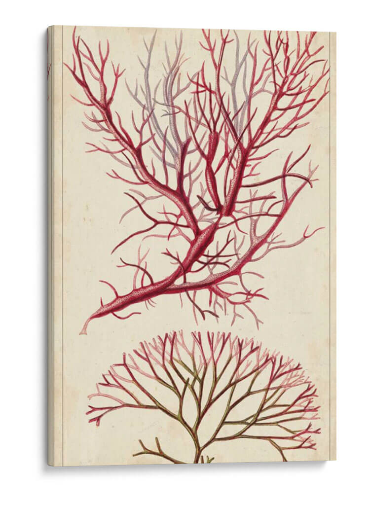 Turpin Seaweed V - Turpin | Cuadro decorativo de Canvas Lab