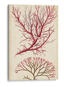 Turpin Seaweed V - Turpin | Cuadro decorativo de Canvas Lab