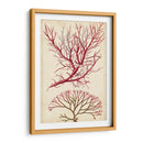 Turpin Seaweed V - Turpin | Cuadro decorativo de Canvas Lab