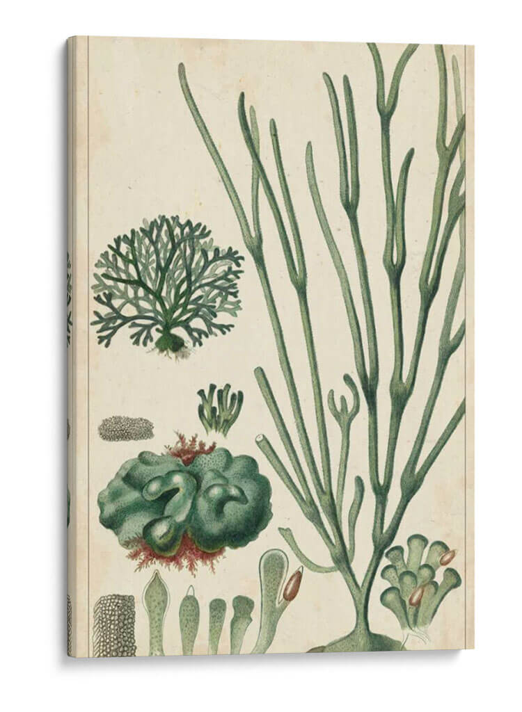 Curpin Seaweed Vi - Turpin | Cuadro decorativo de Canvas Lab