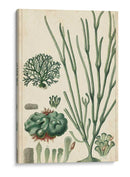 Curpin Seaweed Vi - Turpin | Cuadro decorativo de Canvas Lab