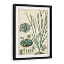 Curpin Seaweed Vi - Turpin | Cuadro decorativo de Canvas Lab