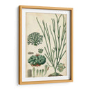 Curpin Seaweed Vi - Turpin | Cuadro decorativo de Canvas Lab