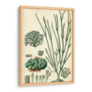 Curpin Seaweed Vi - Turpin | Cuadro decorativo de Canvas Lab