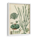 Curpin Seaweed Vi - Turpin | Cuadro decorativo de Canvas Lab