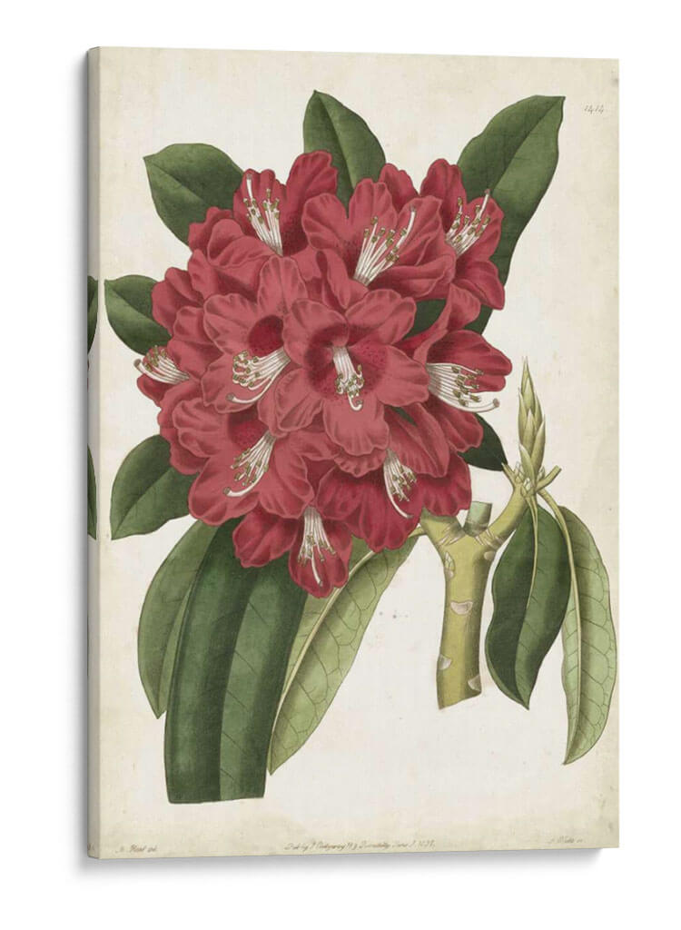 Rododendro Ii Antiguo - Curtis | Cuadro decorativo de Canvas Lab