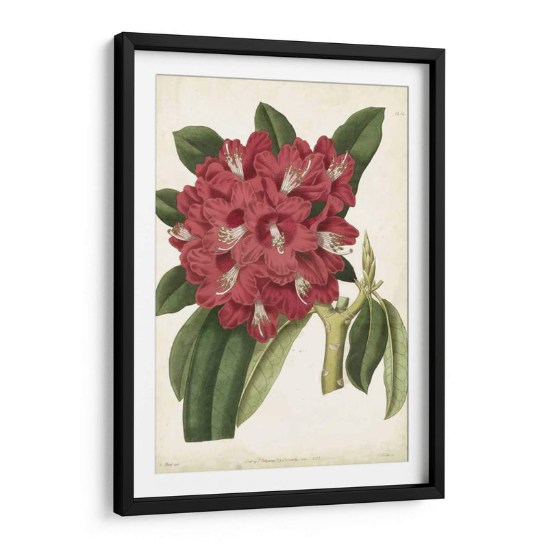 Rododendro Ii Antiguo - Curtis | Cuadro decorativo de Canvas Lab